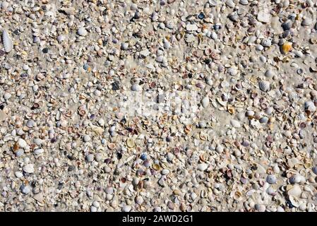 Seashell sfondo - pila di Seashells lavato la spiaggia Foto Stock