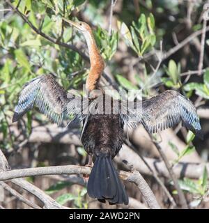 Le ali di darter africano (Anhinga rufa) si spargero a secco, appollaiate in un albero, Gambia. Foto Stock