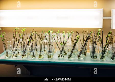 Talee di piante di pioppo in piedi in acqua o soluzione di fitoormone per la crescita delle radici. Foto Stock
