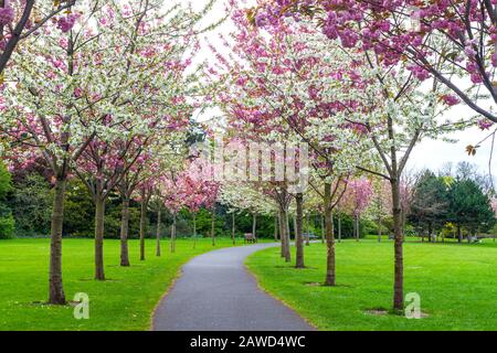 Alberi di fiori di ciliegio percorso di confine con sedile panchina durante la stagione primaverile. Fiori rosa e bianco fioriscono a Herbert Park, Dublino, Irlanda Foto Stock