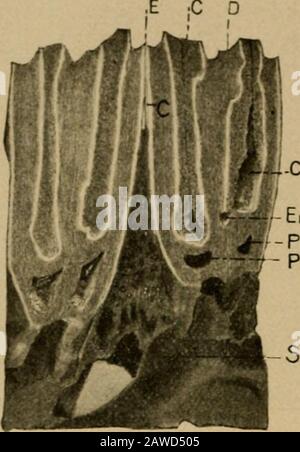 Ostetricia veterinaria, comprese le malattie degli animali riproduttori e dei nati nuovi . - subisca l'aberrazione di seri-ous durante i relativi stadi di sviluppo. Possono essere presenti 314 ostetricia veterinaria di grande quantità di fluido formato all'interno del folo, che possono provocare la distruzione del germe del dente e possono diventare enormalmenteaumentati, fino a uno, due o più pinte di fluido e, quando nella mascella superiore, possono causare gravi distruzioni all'animalproiettandosi nei seni e interferendo con la respirazione. Foto Stock