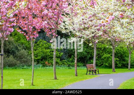 Panchina del parco con fiori di ciliegio fioriscono lungo il sentiero durante la primavera a Herbert Park, Dublino, Irlanda. Fiori rosa e bianco fioriscono in primavera Foto Stock