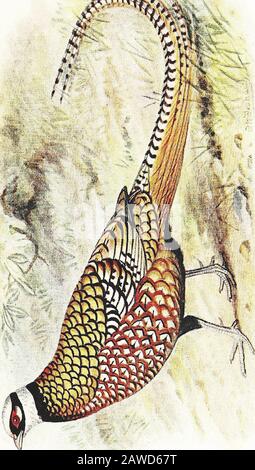 Fagiani; loro storia naturale e gestione pratica . h la magnifica specie ora Knownas Reevess Pheasant. Nel linguaggio del suo originaltranslator, la cui pittoresca ortografia ho seguito, è fatto per dichiarare : Ci sono un sacco di Feysants e verygreate, per 1 di loro è grande come 2 nostri, con tayles di otto, 9 e tenne spannes lungo, dal regno di Erguyl o Arguill, il lato W. di Tartary. Questa descrizione può essere applicabile solo alle specie ora sotto la considerazione. PROM questa volta, fino a quando descritto da Latham andTemminck, questo uccello è comparativamente sconosciuto, ecceptfrom th Foto Stock