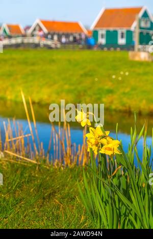 Zaanse Schans, villaggio tradizionale olandese, Olanda, fiori di daffodil giallo, case verdi e acqua defocused Foto Stock