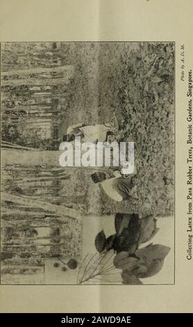 Bollettino agricolo dello stretto e della serie Federated Malay StatesNew . Foto di A. D. M. Latex raccogliere tazze su un albero di Para Robber, Giardini Botanici, Singapore.. BOLLETTINO AGRICOLO DELLO STRETTO E STATI FEDERATI MALESI. II.] NOVEMBRE 1903. [Vol II LA COLTIVAZIONE DEL COTONE NEGLI STATI MALESI THEFEDERATED. Kuala Lumpur, 24th settembre, rpoj. Signore, ho l'onore di rivolgermi a voi sul tema della theCultivation of Cotton negli stati federati malesi. 2. In questi Stati ci sono probabilmente dieci milioni di ettari adatti all'agricoltura e, in fase di correzione, lo suggerirei di no Foto Stock