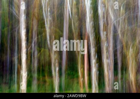 WA17415-00...WASHINGTON - Abstract Trees nel Parco Nazionale Olimpico. Foto Stock