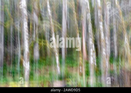 WA17416-00...WASHINGTON - Abstract Trees nel Parco Nazionale Olimpico. Foto Stock