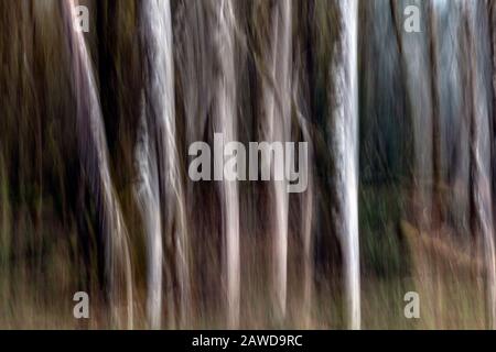 WA17418-00...WASHINGTON - Abstract Trees nel Parco Nazionale Olimpico. Foto Stock