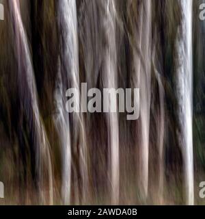 WA17419-00...WASHINGTON - Abstract Trees nel Parco Nazionale Olimpico. Foto Stock