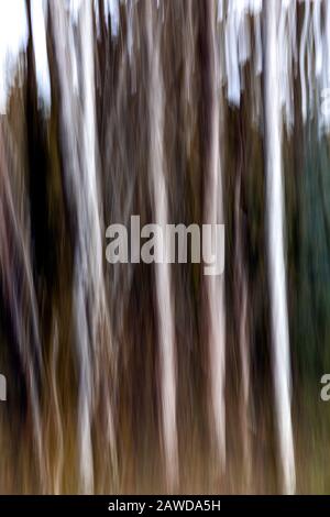 WA17420-00....WASHINGTON - Abstract Trees nel Parco Nazionale Olimpico. Foto Stock