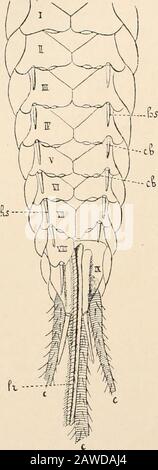 Testo-libro di anatomia comparata. Ilar disposizioni nella Hexapoda più bassa, la Aptcrygota. In Campodca si trovano nel primo segmento addominale due appendici indistintamente articolate che arerudimentaryartiarti. Nei successivi segmenti addominali fino al 8ththere si verifica su ciascun lato ventrale un saccule sporgente sul cui lato esterno giace un processo appuntito a mov. Questi scaccules evidentemente corrispondono con le ghiandole coxali di Scolopendrella e sono da considerare come ghiandole coxali degenerate, mentre il 454 COMPARA TIVE ANA AL MIO CHAP. Il processo appuntito risponde allo sperone coxal di Foto Stock