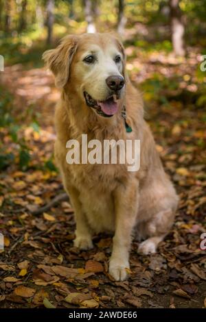 Senior Golden Retriever On Trail Foto Stock