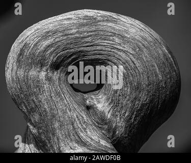 Grano di legno su una vecchia radice del ceppo dell'albero. Foto Stock