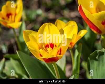 OLYMPUS FOTOCAMERA DIGITALE Foto Stock