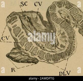 Ostetricia veterinaria, comprese le malattie degli animali riproduttori e dei nati nuovi . Fig. 27. VSai.iiiiai, v-&gt;i.i. i II):n ui- Fiu. Jo. Io, Incisivi. T, Linguetta. INI, Muso. B, Osso (cranio?). B, Osso (sterno?). R-, Osso (pelvi: L, polmone. R. Rumen e reticolo. U, Umbilicus. O, Omasum. Una-mezza taglia. Cv. SC ^J^s. Foto Stock