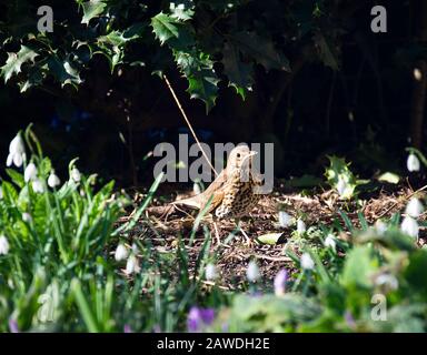 Una Bella canzone Thrush Alla Ricerca di cibo in un giardino in Alsager Cheshire Inghilterra Regno Unito Foto Stock