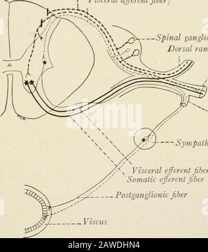 L'anatomia del sistema nervoso, dal punto di vista dello sviluppo e della funzione . ha dimostrato che l'iniezione di dosi adeguate di nicotin nei conigli previene La Mil. SYMPATH1 m NERV01 - SISTEMA il passaggio degli impulsi attraverso i gangli simpatici, anche se una reazione non diminuita può essere ottenuta stimolando i nervi più periferici -mpatetici Mediante una lunga serie di esperimenti Langle) bas ha dimostrato che sono sempre due e probabilmente mai più di due neuroni interessati nella teconduzione di un impulso dal sistema nervoso centrale a tessuto muscoloso glandulare liscio. I neuroni del Foto Stock