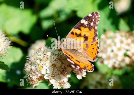 Una farfalla si siede sui fiori di un arbusto. Foto Stock