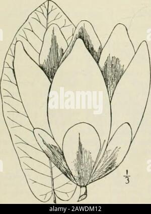 Una flora illustrata degli Stati Uniti settentrionali, del Canada e dei possedimenti britannici: Da Terranova al parallelo del confine meridionale della Virginia e dall'Oceano Atlantico verso ovest al meridiano 102nd; 2nd ed. 2. Magnolia macrophylla Michx. Magnolia con forte lievito. Umbrella-albero, o Cucumber-albero. Fig. 1846. Magnolia macrophylla Michx. Fl. Bor. Am. I : 327. 1803. Un albero alto 20°-6o°, il tronco 6-2o di diametro, corteccia di grigio. Lame-foglie serigrafiche-pubescenti; foglie oblunghe o obovate, smussate, cordate, lunghe l°-3J°, larghe 8-i4, glabrous e verdi, glaucous-white e pubes Foto Stock