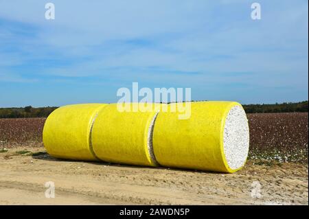 Una balla rotonda di cotone Raccolto Avvolta in una sirena di plastica gialla Sul Campo Foto Stock