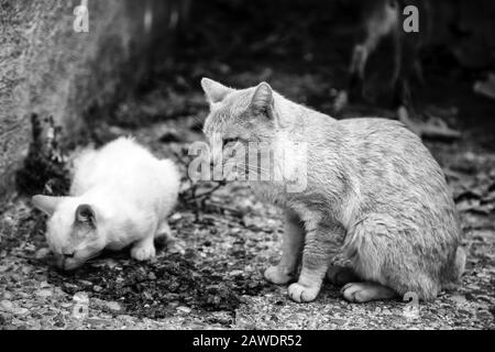 Gatti di strada mangiando, dettaglio di animali abbandonati Foto Stock