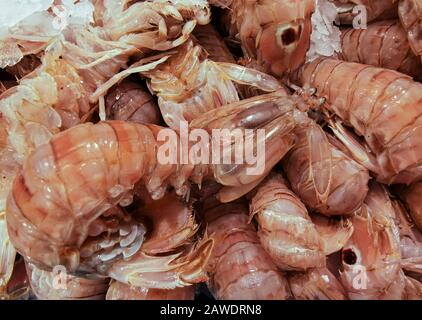 Closeup vista di raro fresco crudo Squilla Mantis Shrimp in vendita sul mercato locale frutti di mare - Squilla Empusa. Foto Stock