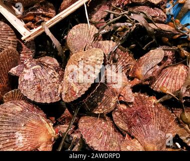 Closeup vista di fresco guscio di capesante crudo bambino in vendita sul mercato locale. Foto Stock