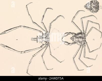 Harriman Alaska serie . enqo Q.. CROSTACEI ISOPOD UJQ DELLA COSTA NORD-OCCIDENTALE DEL NORD AMERICA Foto Stock