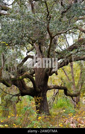 Grande Albero Di Quercia Dal Vivo Con Muschio Spagnolo Sospeso Foto Stock