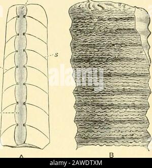 La storia naturale di Cambridge . Shell dritto o leggermente curvo, apertura semplice, l;)ody-clamp grande; siphuncle cilindrico, La classificazione è tliat di Foord, Catal. Ccphal Fossile. Brit. Mus., 1888. 394 NAUTILOIDEA. Variabile di posizione. Genn Singoli, Ovthnceras (Fig. 254).-Cam-l)rian a Trias. .fa:r. 2. Endoceratidac.-Shell colli diritti, sifoni larghi, mar-ginal, settali prodotti in tubi che si insero l'uno nell'altro.generi principali : Endoceras (i cui campioni si verificano sei feetlong), e Piloceras.-Ordovician. Fajl 3. Actinoceratidae. Shell dritto o leggermente curvo, filo di sifone Foto Stock