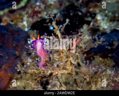 Molto Desiderata Flabellina (Coryphellina Exoptata) Foto Stock