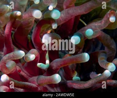 Fungo Pesce Di Corallo (Siokunichthys Nigrolineatus) Foto Stock