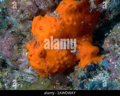 Un pesce rana Dipinto (Antennarius pictus) Foto Stock