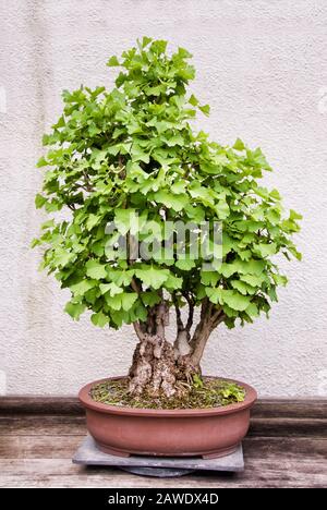 Piccolo albero maturo ginkgo biloba bonsai crescere in un contenitore in vaso. Aka maidenhair albero. Foto Stock