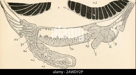 Testo-libro di anatomia comparativa. M cja T Fio. 278. Fase H. Lettere lo stesso. Inoltre : ss, seno sternale; ga, gangli della corda ventrale ; T, telson ; g, ganglio sopralessofageale. FIG. 270.- Stadio J. Sezione non abbastanza mediana. Lettere come prima. Inoltre : cts, scudo cefaloracico; ms, segmenti mesoderm; tgi, ganglio toracico 1st (di 1st maxillipede); mg, ganglio mandibolare. Mm. Foto Stock