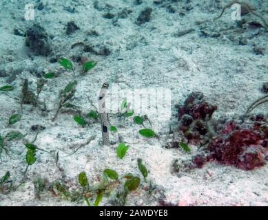 Spotted Garden Eel (Heteroconger Hassi) Foto Stock