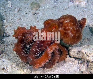 Polpo Stellato (Callistoctopus Luteus) Foto Stock