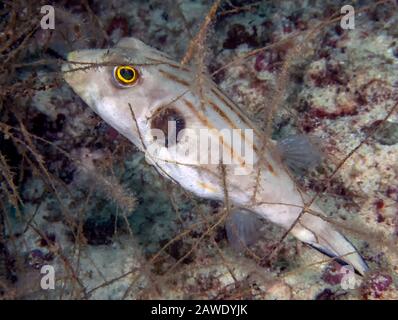 Un Puffer striato (Arothron manilensis) Foto Stock