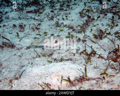 Un Puffer striato (Arothron manilensis) Foto Stock