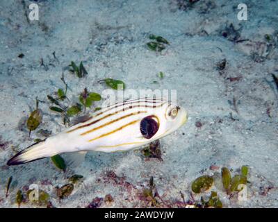 Un Puffer striato (Arothron manilensis) Foto Stock