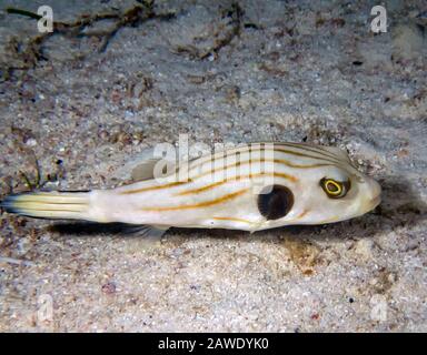 Un Puffer striato (Arothron manilensis) Foto Stock