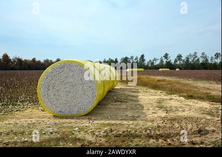 Una balla rotonda di cotone Raccolto Avvolta in una sirena di plastica gialla Sul Campo Foto Stock