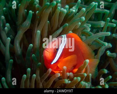Un pomodoro Clownfish (Amphiprion frenatus) Foto Stock