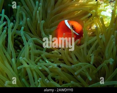 Un pomodoro Clownfish (Amphiprion frenatus) Foto Stock