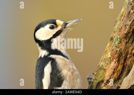 Grande picchio macchiato (Dendrocopos Major), femmina alla ricerca di cibo su vecchio tronco di albero, ritratto animale, Animali selvatici, Renania Settentrionale-Vestfalia Foto Stock