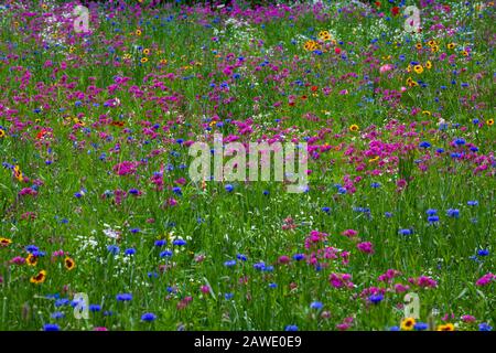 Campo di fiori selvatici, immagine di sfondo, Quebec, Canada Foto Stock