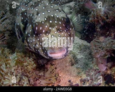 Un Puffer bianco-macchiato (hispidus di Arothron) Foto Stock