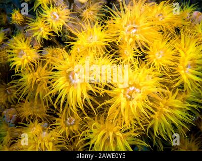 Giallo Sole Corallo (Tubastrea Aurea) Foto Stock