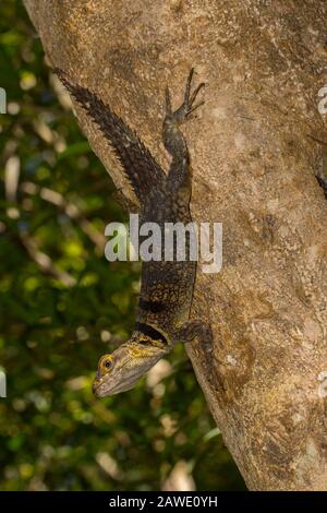 Grande lucertola di iguanide collato (Oplus cuvieri) su un tronco di albero, Parco Nazionale di Ankarafantsika, Madagascar occidentale Foto Stock