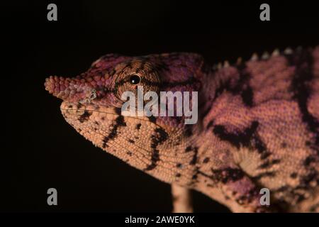 Rinoceronte camaleonte (Furcifer rinoceratus) in gravidanza tintura, ritratto animale, Ankarafantsika, Madagascar occidentale Foto Stock